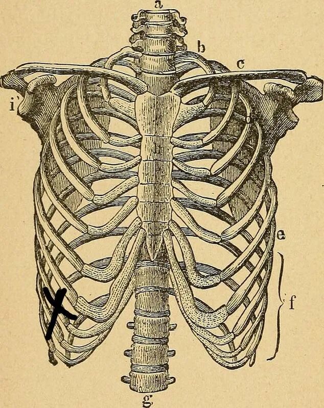 Нумерация ребер грудной клетки. Ребра анатомия. Ребра спереди анатомия. Ребра человека анатомия.