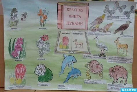 Красная книга рисунки 2 класс
