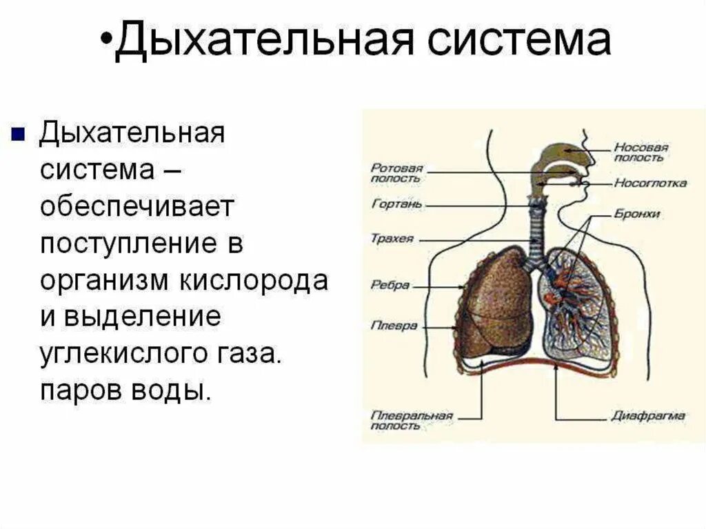 Органы обеспечивающие дыхание человека. Схемы работы выделительной и дыхательной систем. Схема выделительной и дыхательной системы. Дыхательная и выделительная система. Строение дыхательной и пищеварительной системы человека схема.