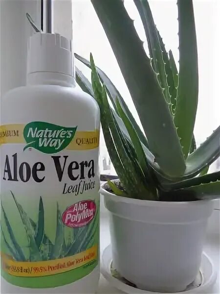 алоэ пить. алоэ пить. алоэ пить. растительный напиток алоэ гербалайф. сок алоэ концентрат вэл.