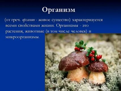 Человек живое существо организм