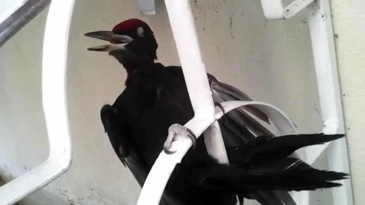 Птица со страшным криком. Черная птица страшно кричит. Черная птица с красными глазами Мальдивы. Птицы на Мальдивах кричат.