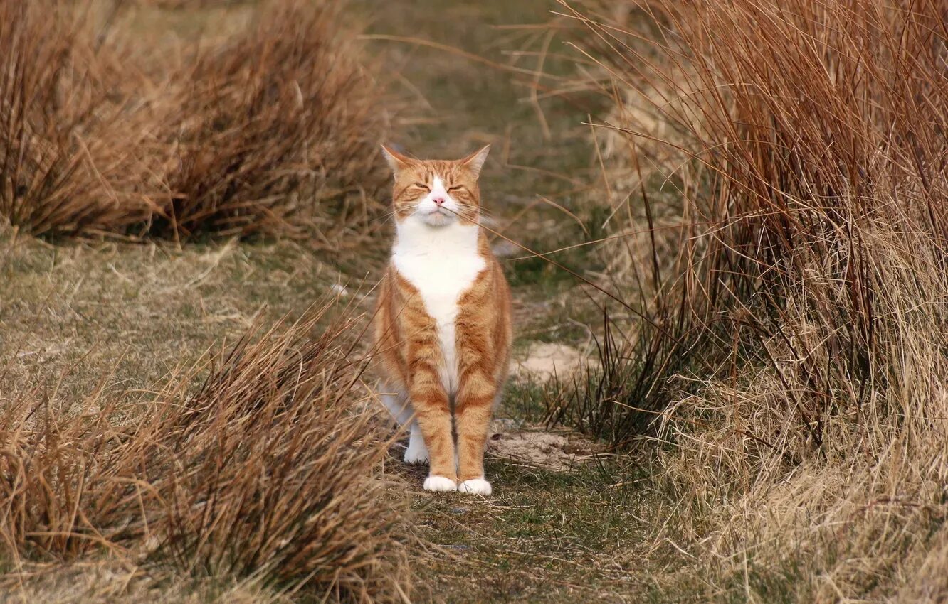 Cat field