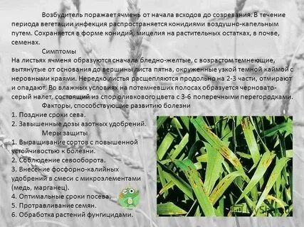 Что называют вегетационным периодом