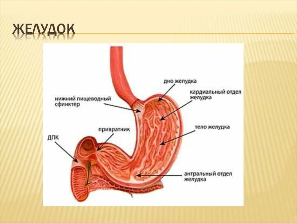 Части органа желудка. Строение желудка антральный отдел. Анатомия желудка антральный отдел. Пилорический отдел желудка физиология. Желудок антральный отдел желудка.