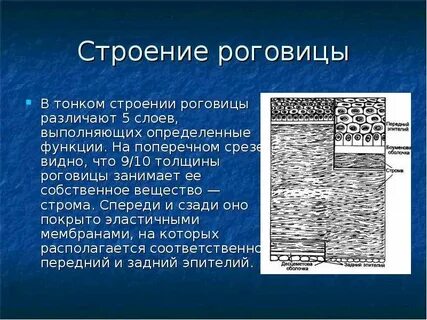 Роговица выполняет функции