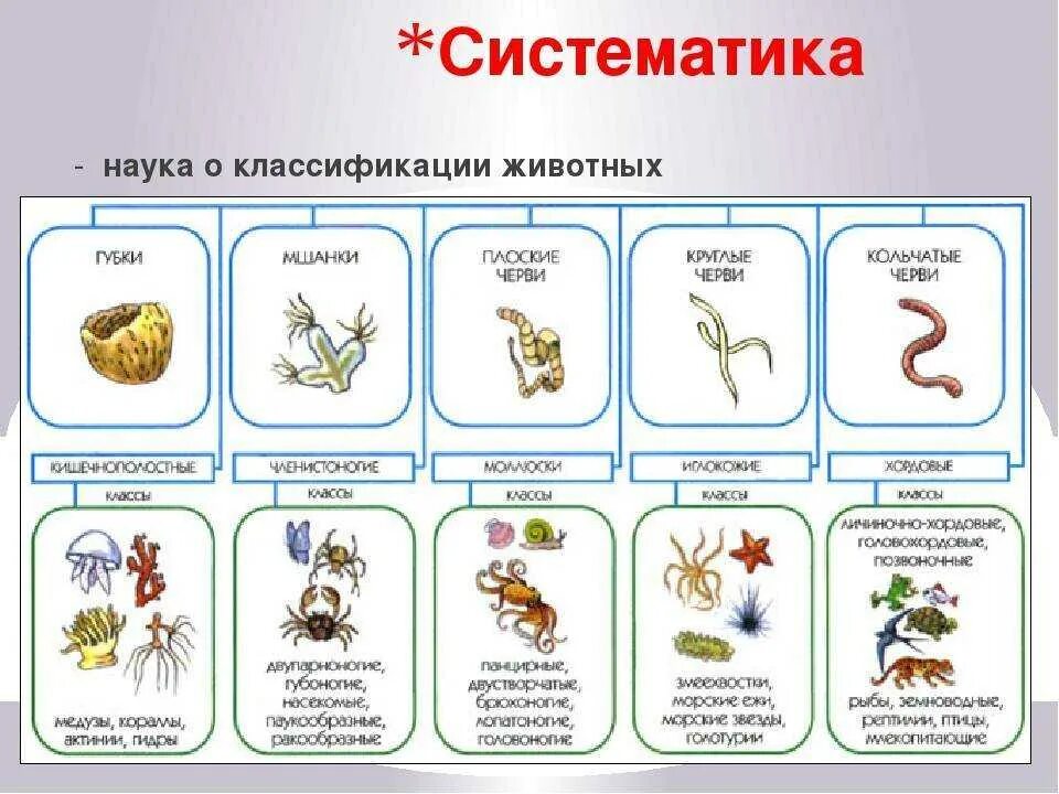 Таблица групп животных 3 класс. Классификация царства животных 5 класс биология. Царство животных классификация схема 5 класс. Царство животные классификация 5 класс биология. Систематика животных схема полная.