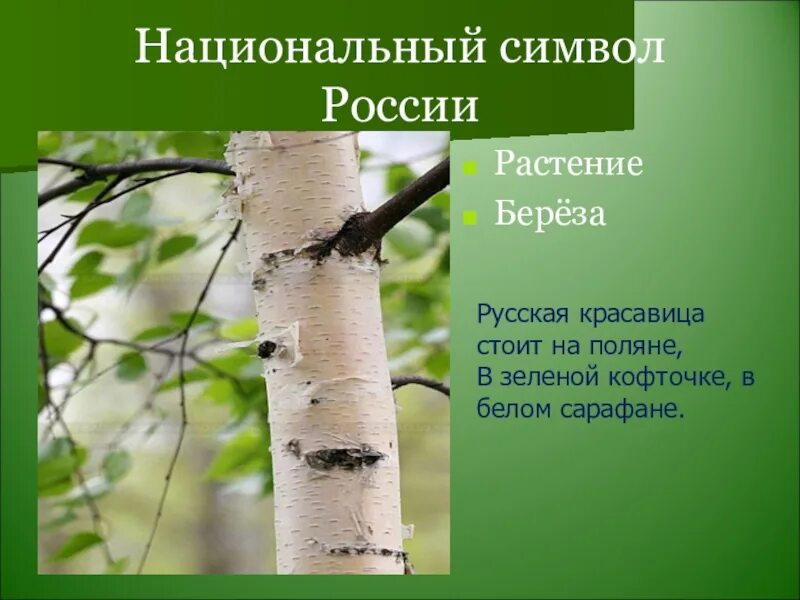 Ромашка неофициальный символ россии. Растение символ России. Национальный символ России растение. Какое растение символ России. Цветок символ России.