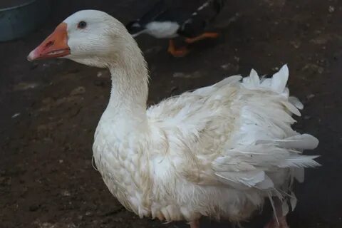 Гуси красноярск