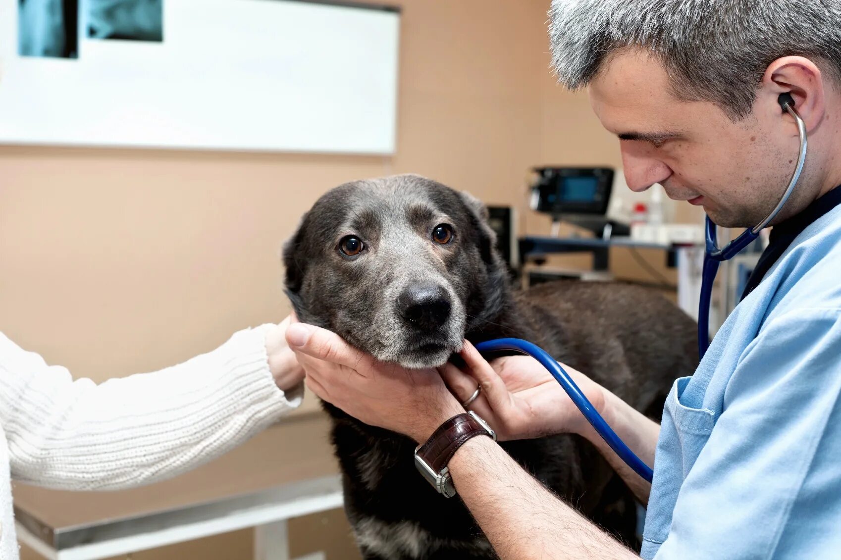 Собака терапевт. Ветеринар с собакой. Осмотр собаки. Собака в ветеринарной клинике. Pet owner
