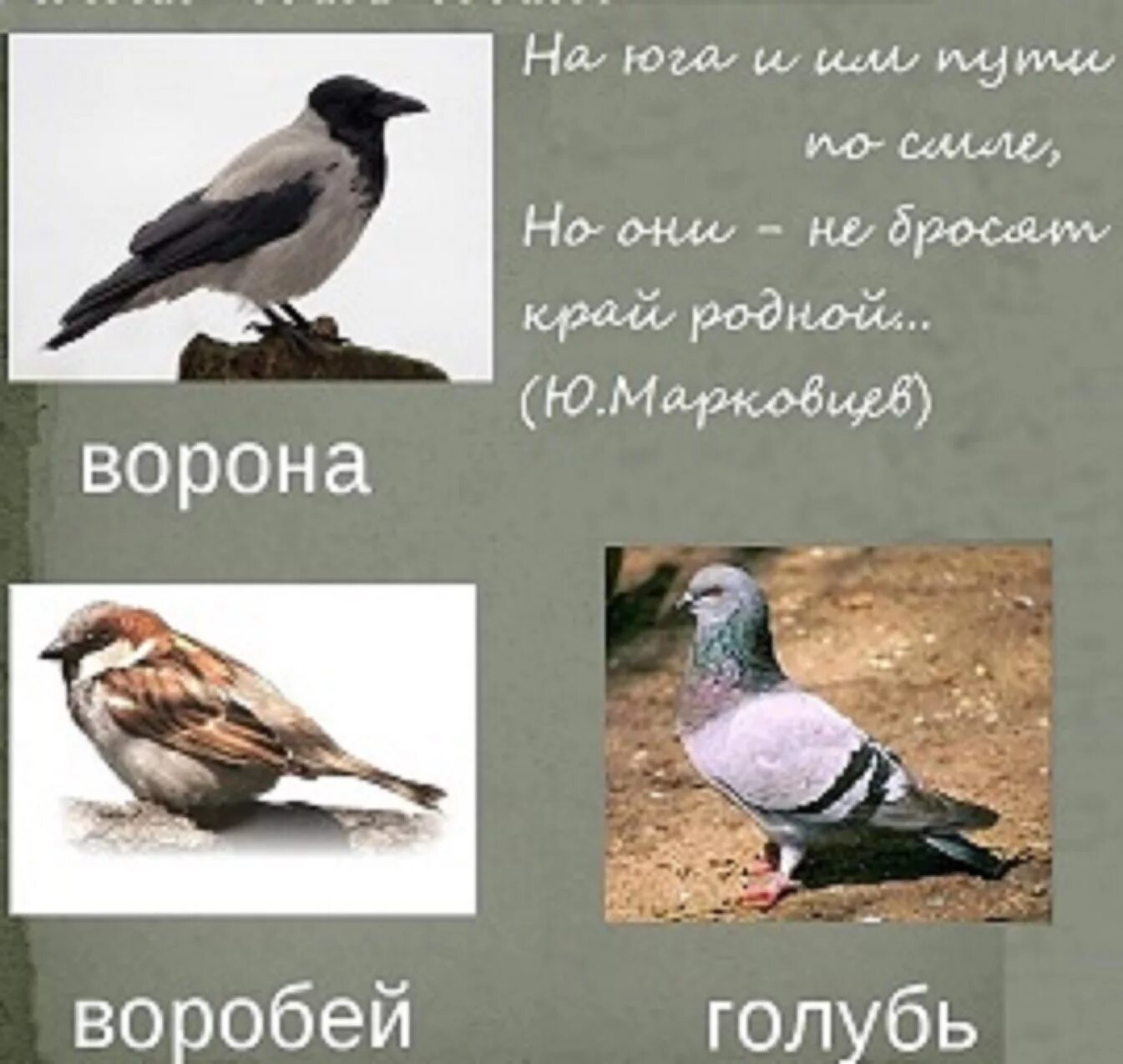 Весело воробей ворона. Ворона голубь Воробей. Вороны голуби воробьи. Голубь Воробей птица. Птицы ворона Воробей.