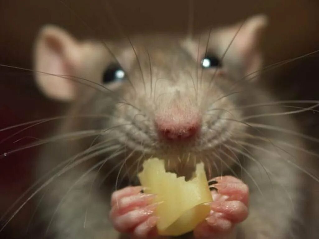 Мышь грызет. Крыса с сыром. Крыса ест сыр.