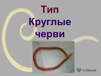 У круглых червей двусторонняя симметрия