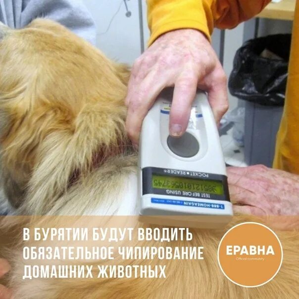 Чипирование собак оренбург. Чипирование кошек. чипирование кошек и собак. чипирование собак на бабушкинской. чипирование кошек в отрадном.