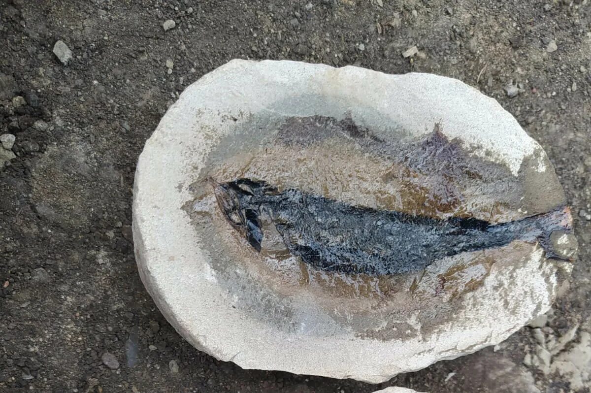 Нашли доисторическую девушку 40 миллионов лет. Ископаемые рыбы. Доисторические рыбы. Останки доисторического журналиста. Отпечаток рыбы на Камне.
