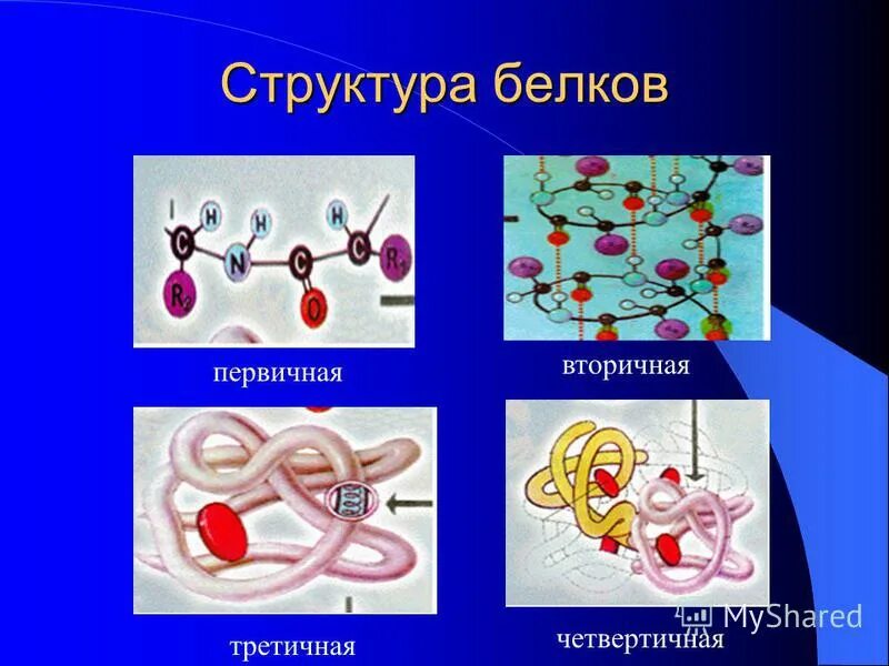 Железо входит в состав белков. Белок химический состав. Элементы входящие в состав белков. Химический состав белка. Состав белков химия.