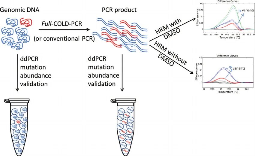 Даммик PCR. PCR variants. Conventional DNA based PCR. PCR flowchart.