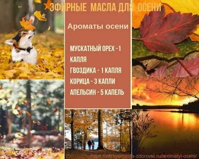 Какой запах в осеннем лесу