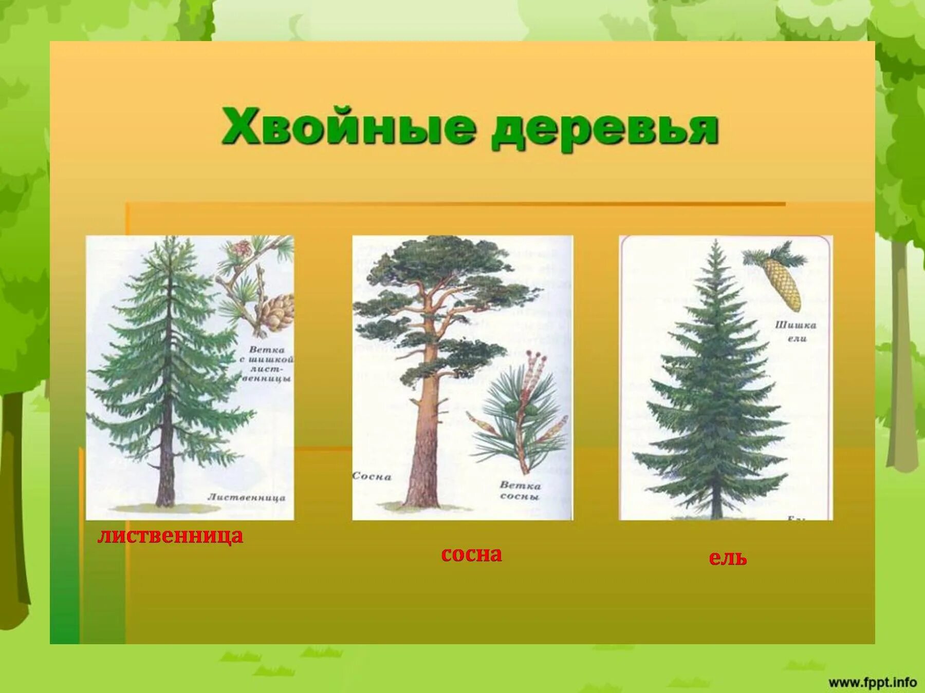 Назови хвойные. Ель сосна пихта. Ель пихта лиственница. Хвойные деревья для дошкольников. Хвойные деревья названия для детей.