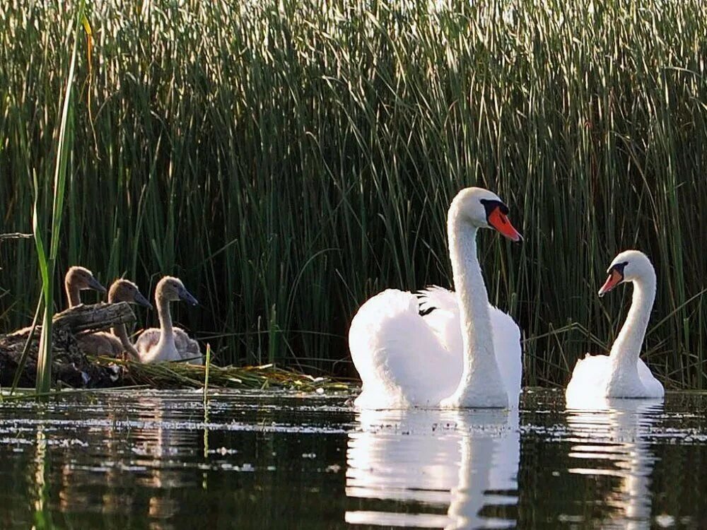 Сколько живут лебеди. Лебедь. Лебединая семья. Лебедь картинка. Красивые лебеди на озере.