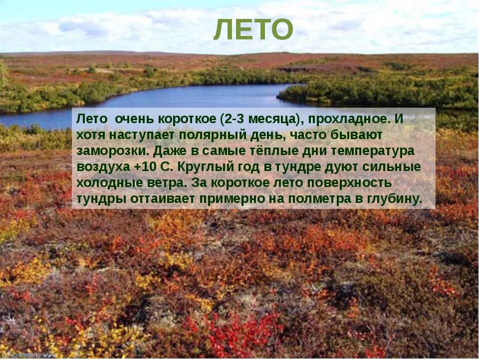 Тундра отличается. Тундра летом описание. описание тундры. рассказ о тундре. доклад о тундре.