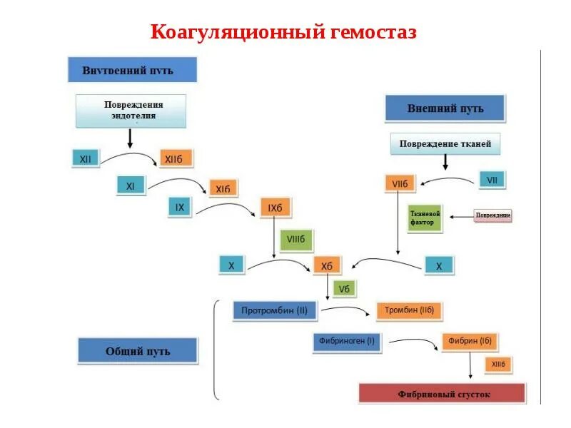 Последовательность процессов коагуляционного гемостаза. Этапы коагуляционного гемостаза схема. коагуляционный механизм гемостаза схема. коагуляционный гемостаз первая фаза схема. фазы коагуляционного гемостаза схема.