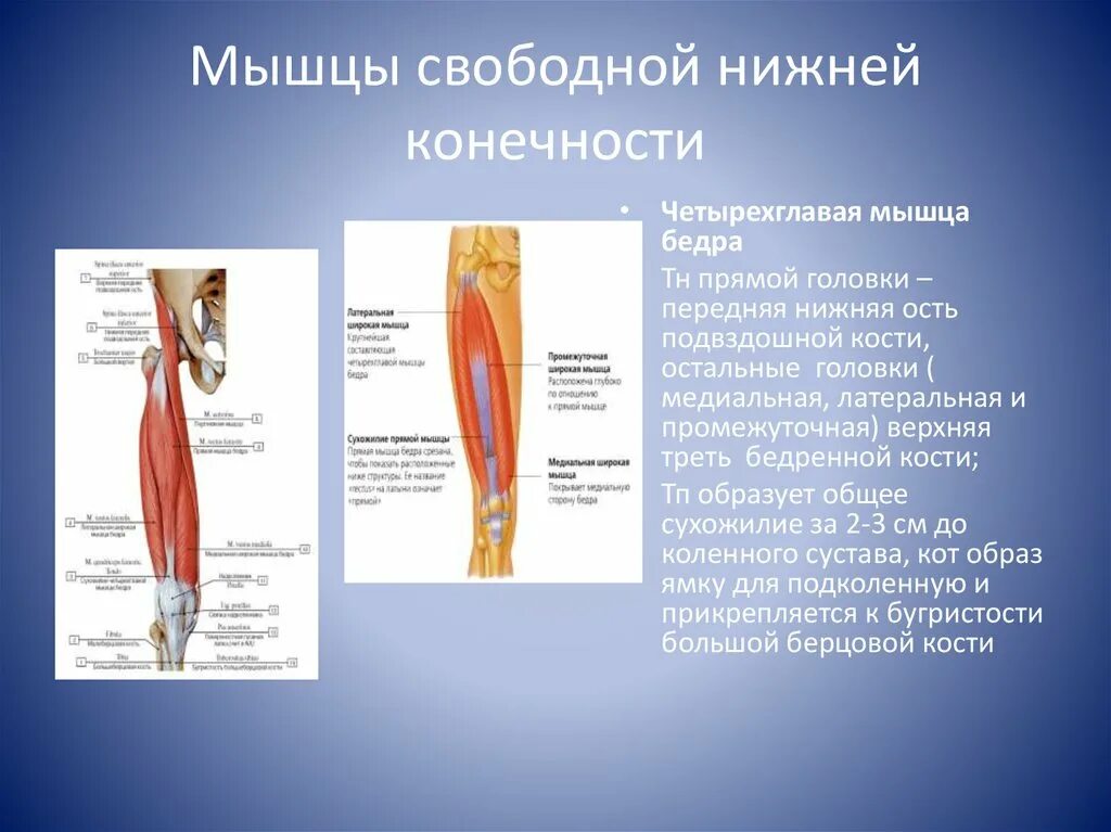 Функции нижних конечностей. Функции мышц нижних конечностей. Свободная нижняя конечность бедренная мышца. Мышцы свободной нижней конечности. Основные мышцы нижней конечности анатомия.