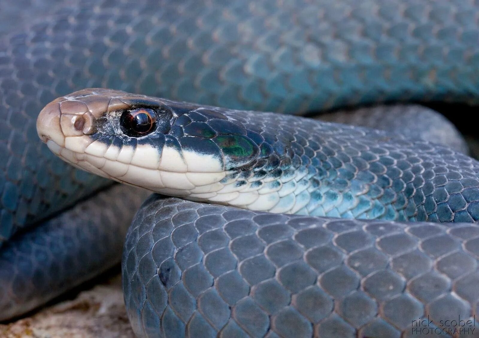 Тайпан маракеш ну. Змея Тайпан голубая. Змея Тайпан синяя. Ядовитая змея Тайпан голубая. Змея Blue Racer.