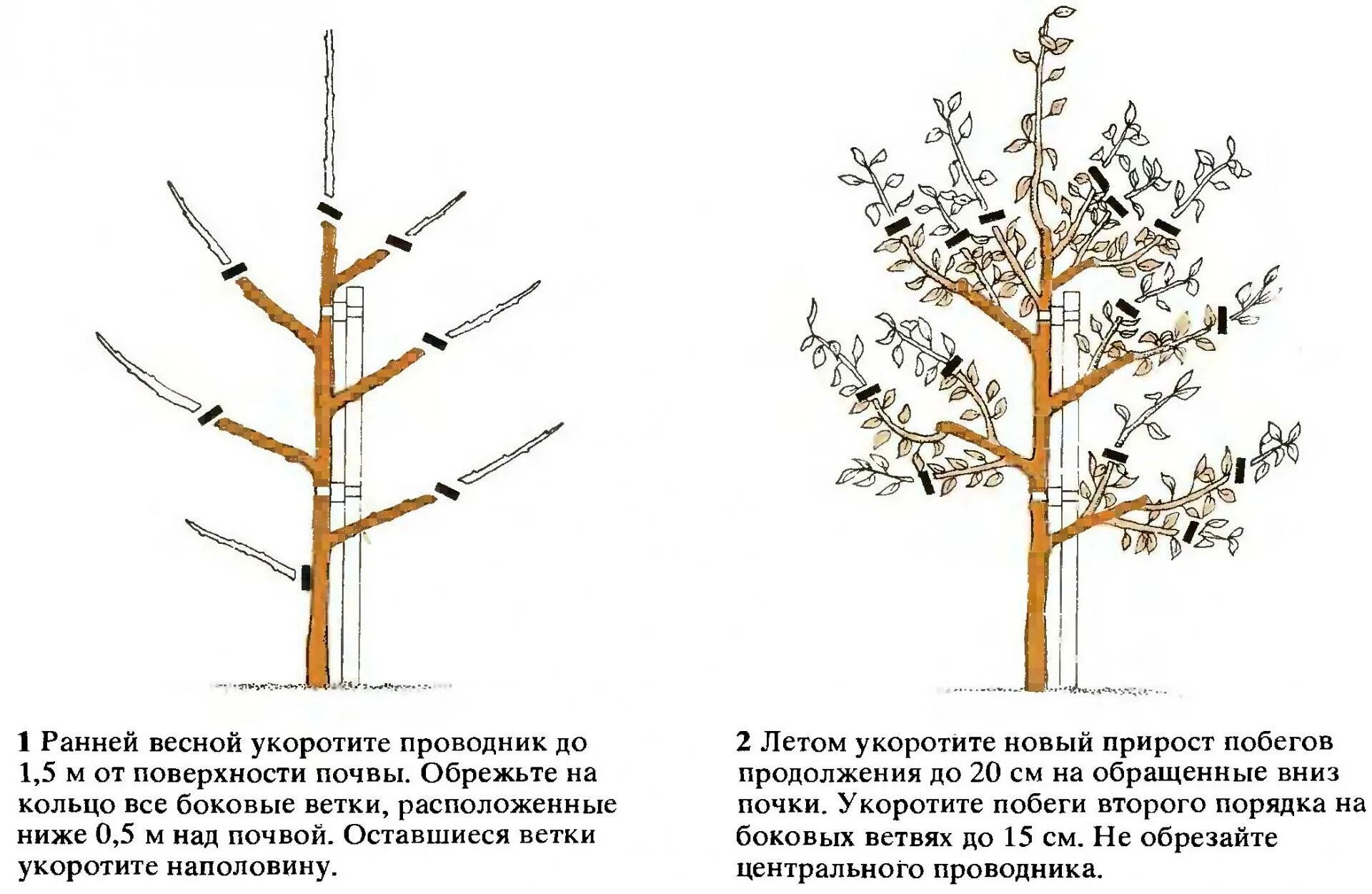 Как ухаживать за грушей. Слива схема обрезки весной.