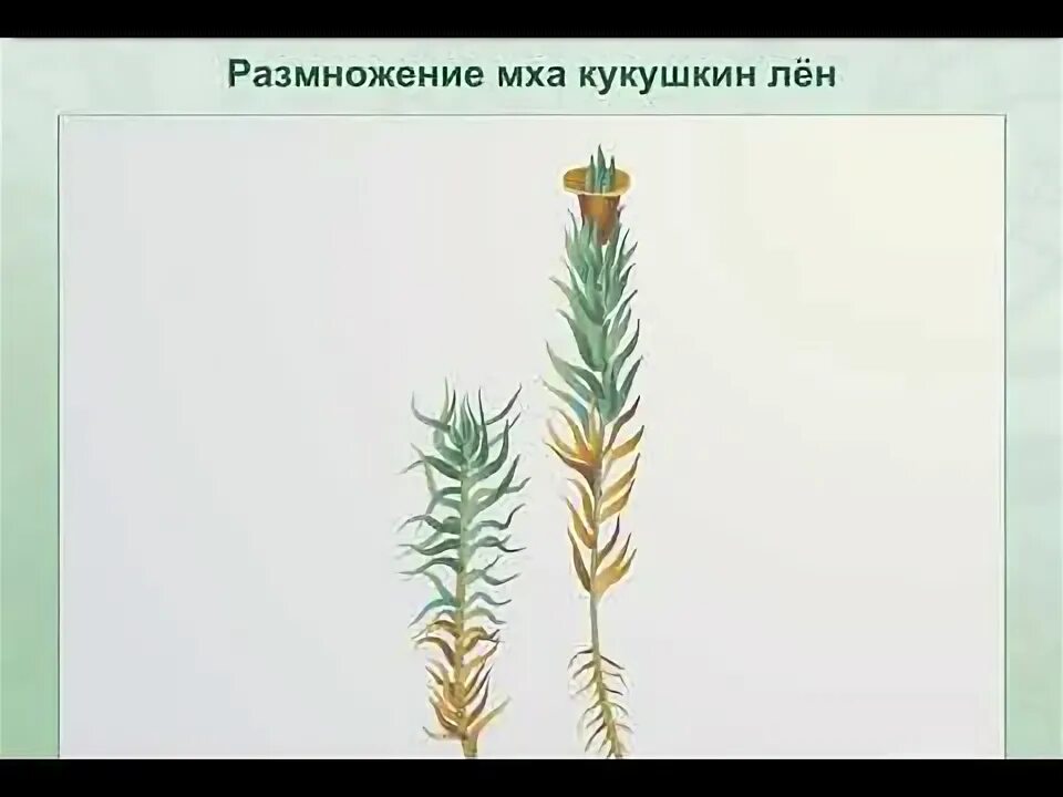 Половое поколение кукушкина льна. ЖЦ мха Кукушкин лён. Антеридий кукушкиного льна. ЖЦ кукушкиного льна. Размножение мха Кукушкин лен.