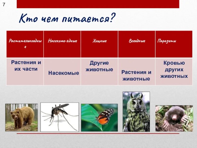 Растения ядные животные. Травоядные ,Хищные, всеядные, паразиты. Чем питаются растительноядные насекомые. Насекомые Хищные растительноядные всеядные.