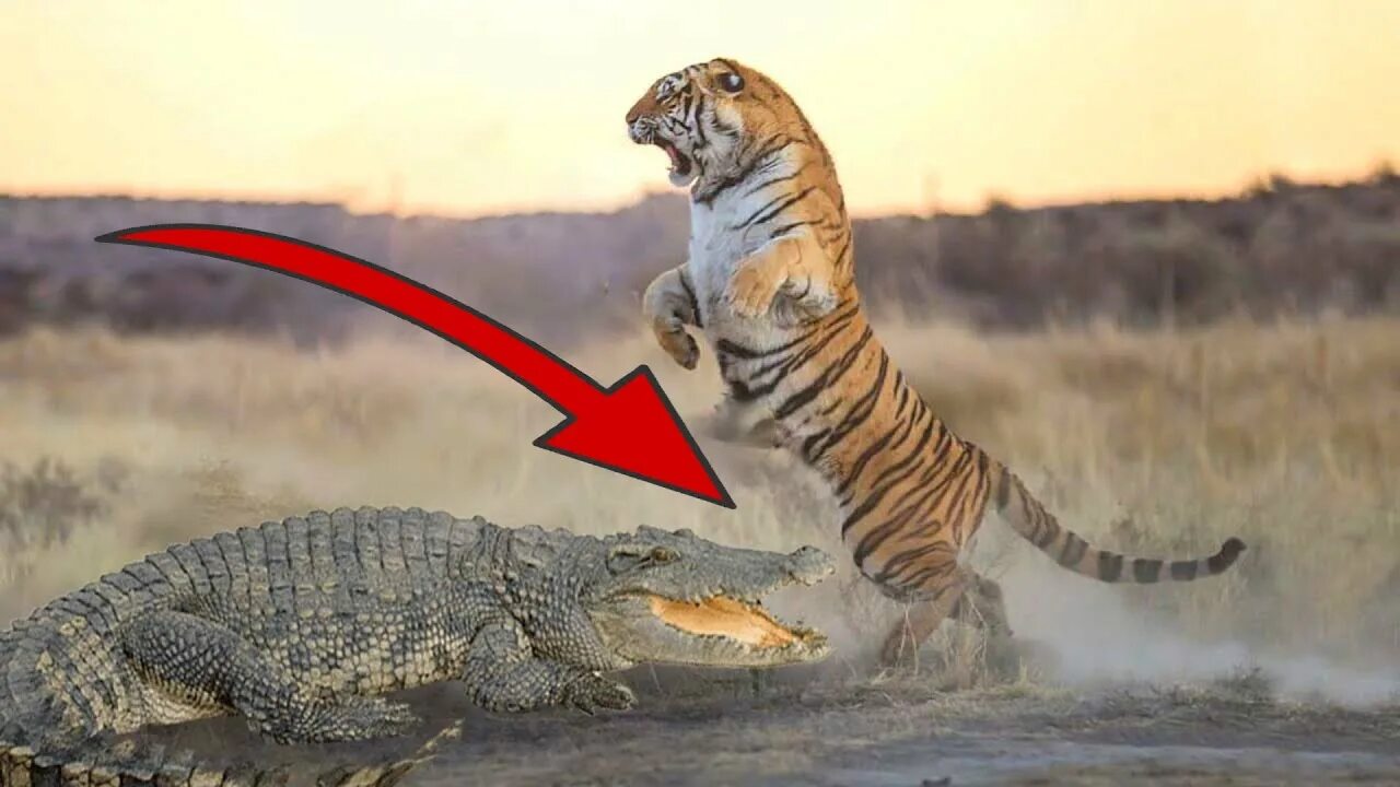 Тигр лев крокодил. Гребнистый крокодил и тигр. Аллигатор против тигра.