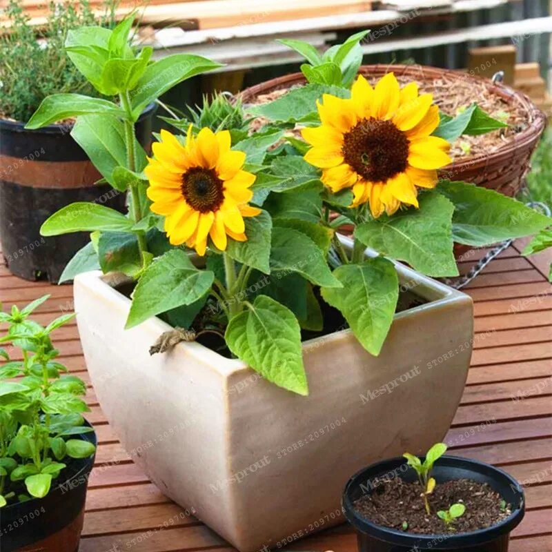 Подсолнух джуниор ф1. Подсолнухи в огороде. Подсолнечник санспот гавриш. Пикировка подсолнуха. Посадить подсолнечник.