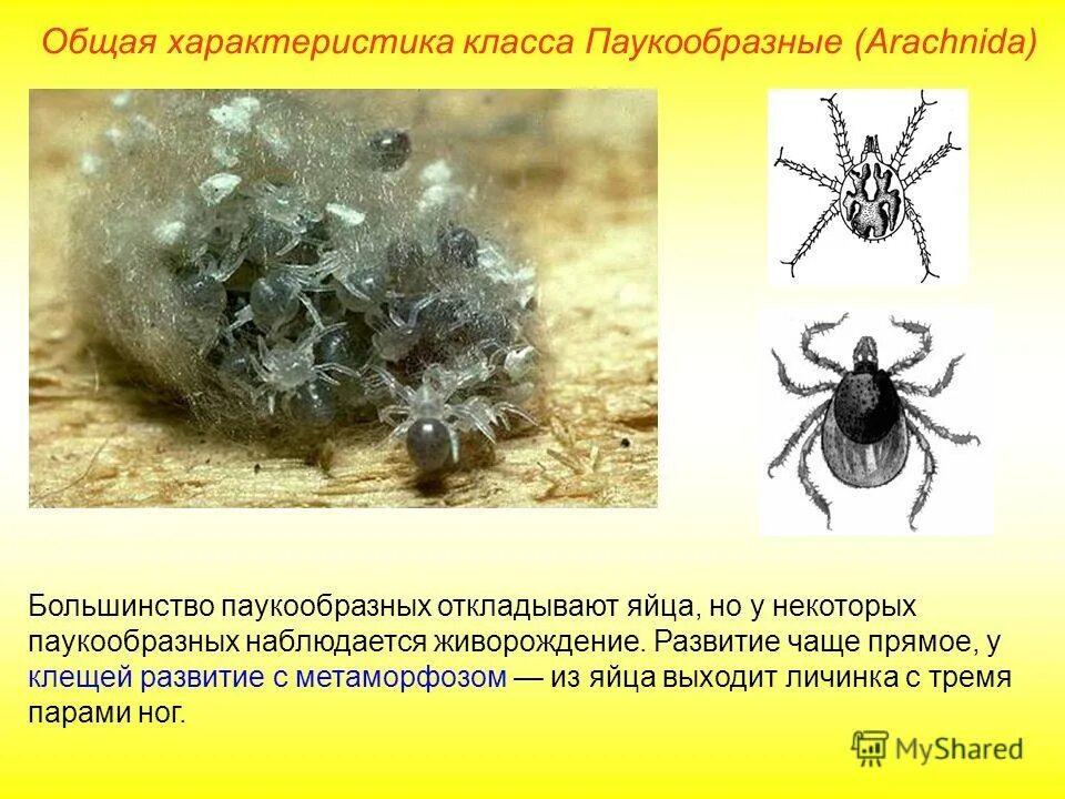 Тип развития паукообразных. Метаморфоз паукообразных. класс паукообразные общая характеристика. паукообразные раздельнополые. развитие пауко образгых.