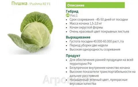 Можно ли ребенку капусту