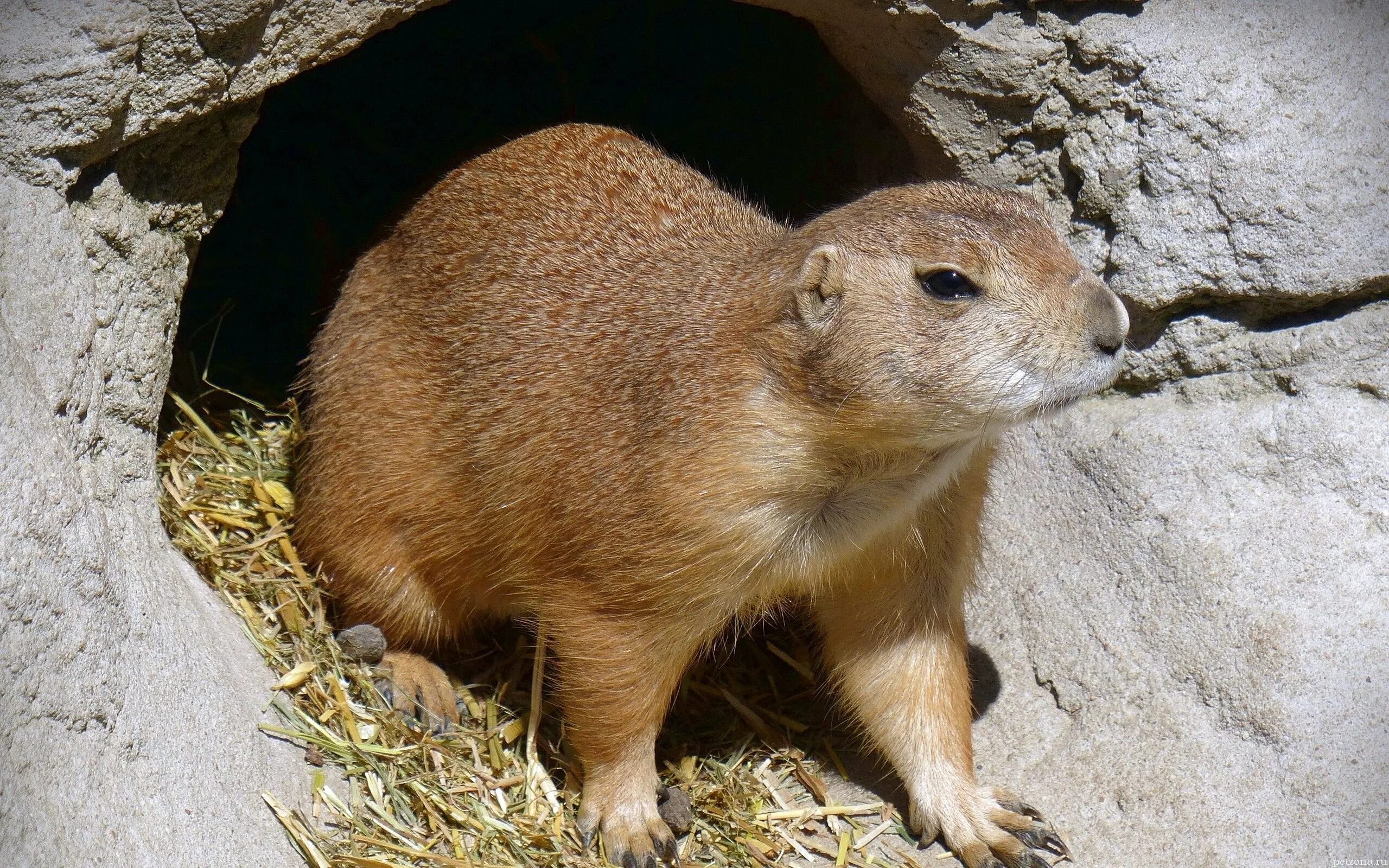 Microtus arvalis. Магелланов туко-туко. Грызун туко туко. Microtus arvalis. Беспозвоночные разных видов поселяются в норах грызунов.