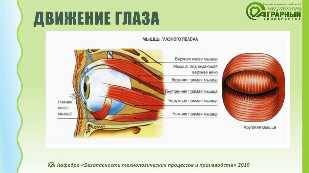 Нарушение движения глаз. Движение глаз. Движение глазных яблок. Виды движения глаз. Виды движений глазных яблок.