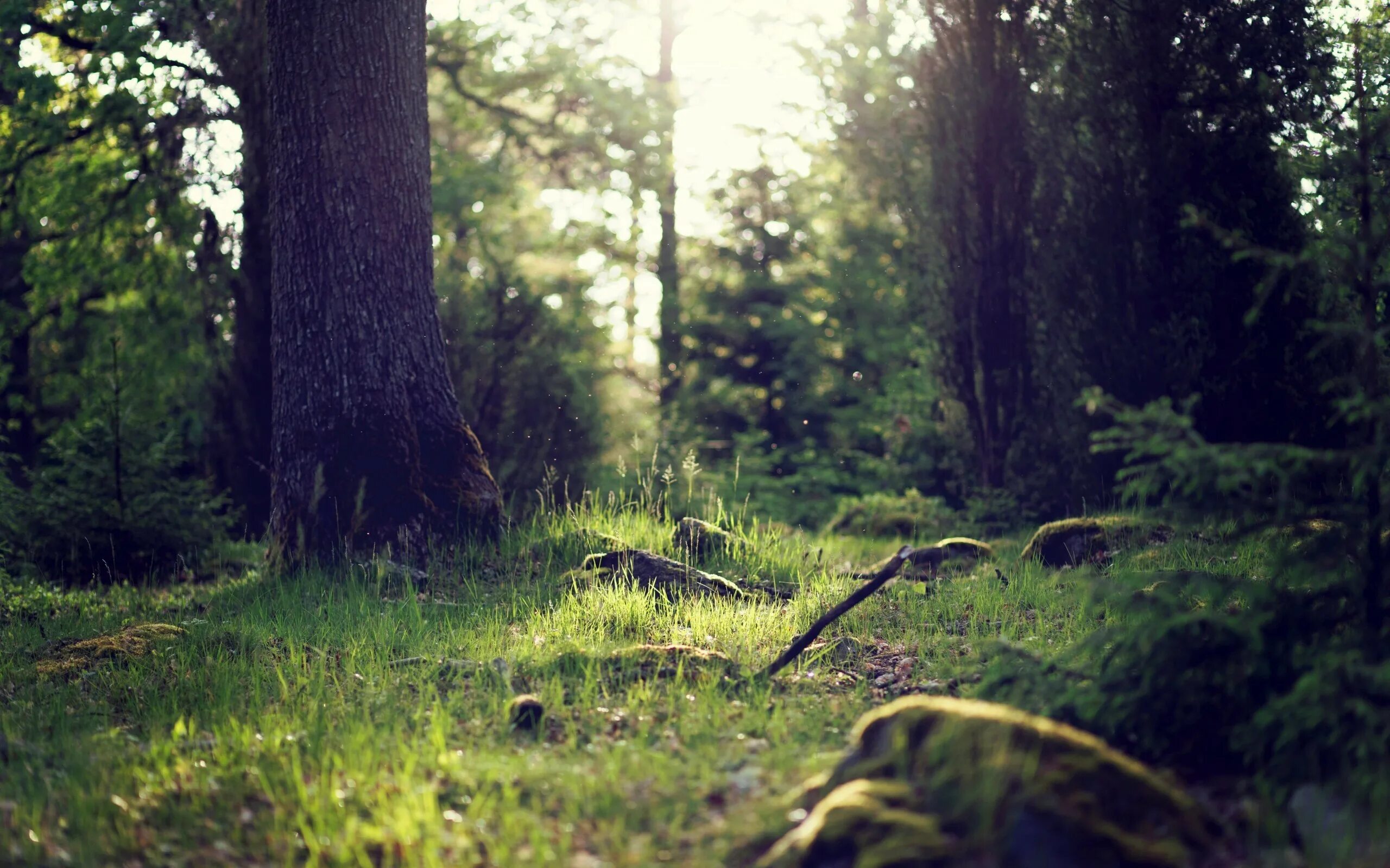Forest grounded