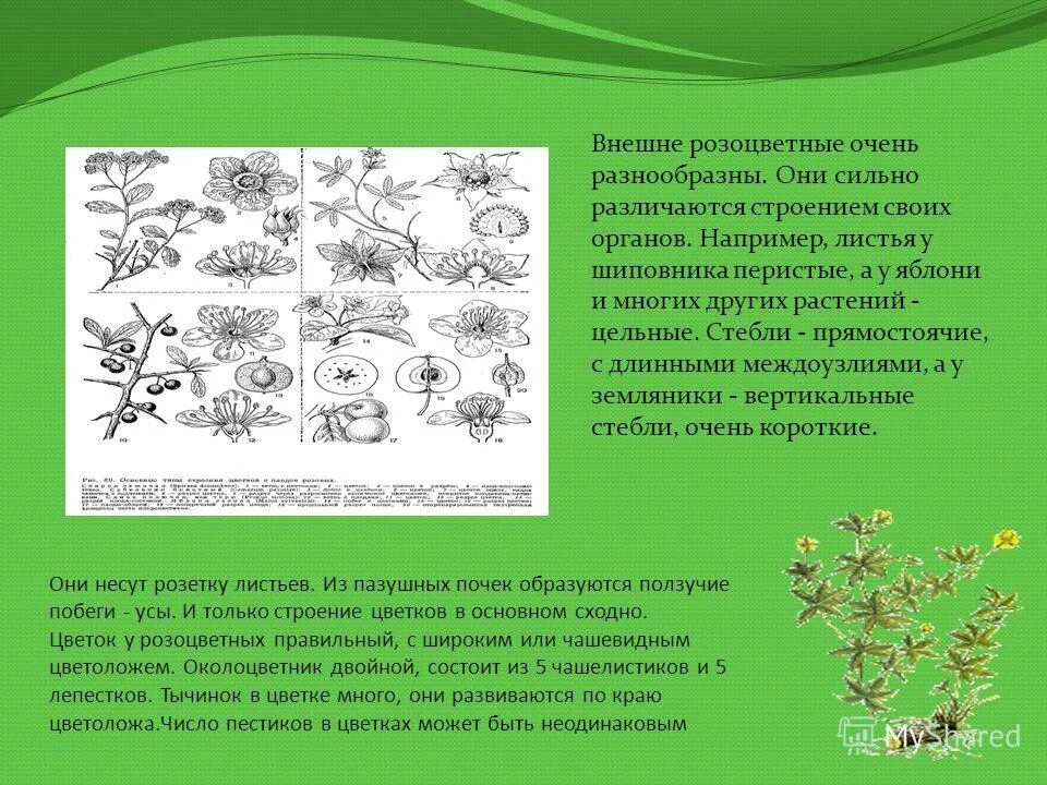 Семейство розоцветные листья с прилистниками. Семейство розоцветные корневая система. Внешнее строение листа розоцветных. Семейство розоцветные листья с прилистниками. Строение листьев розоцветных растений.