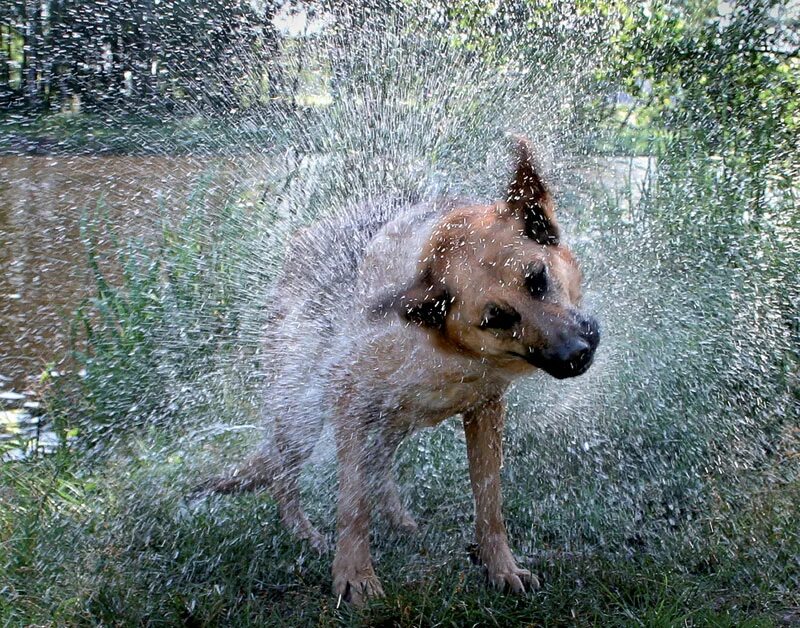 Собака под дождем. Щенок под дождем. Собака отряхивается. Щенок отряхивается от воды.