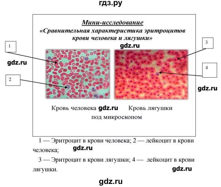 Исследование крови лягушки какая биологическая наука. Лабораторная изучение микроскопического строения крови. Лабораторная работа микроскопическое строение крови. Микроскопическое строение крови лягушки. Лабораторная работа по биологии микроскопическое строение крови.