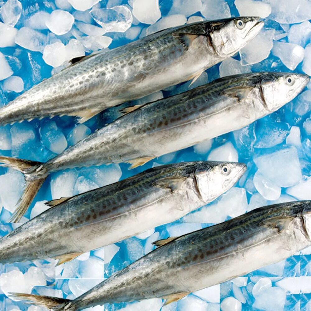 королевская макрель (скумбрия). макрель это. кинг макрель. макрель это. скумбрия тихоокеанская макрель.