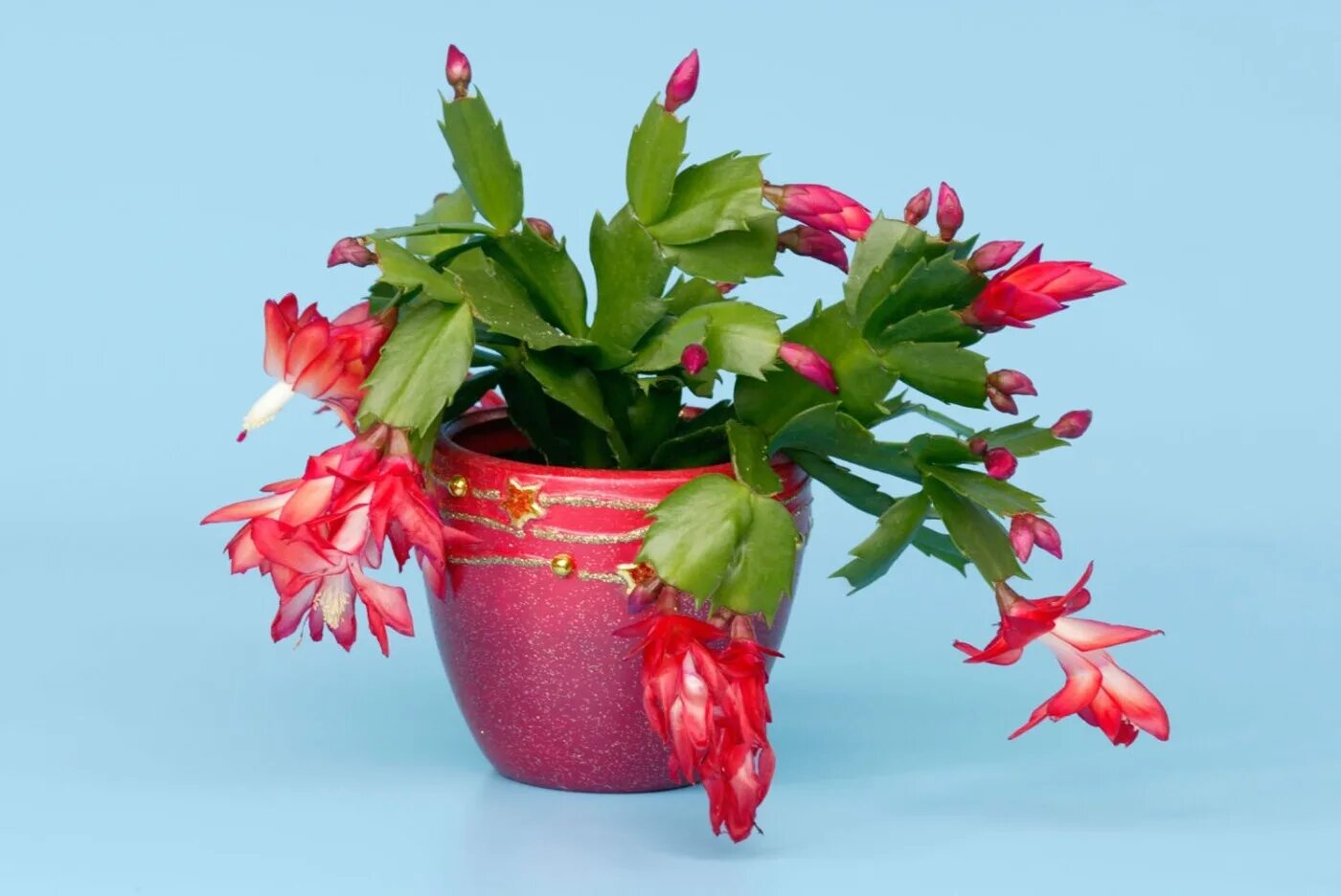 Декабрист работа. Декабрист работа. Шлюмбергера микс декабрист. Декабрист работа. Декабрист мужегон.