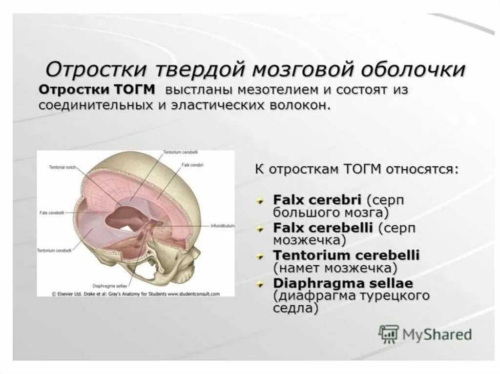 Отростки твердой мозговой оболочки. Твердая мозговая оболочка намет мозжечка. Дубликатуры отростки твердой мозговой оболочки. Диафрагма седла твердой оболочки головного мозга. Наружная оболочка латынь