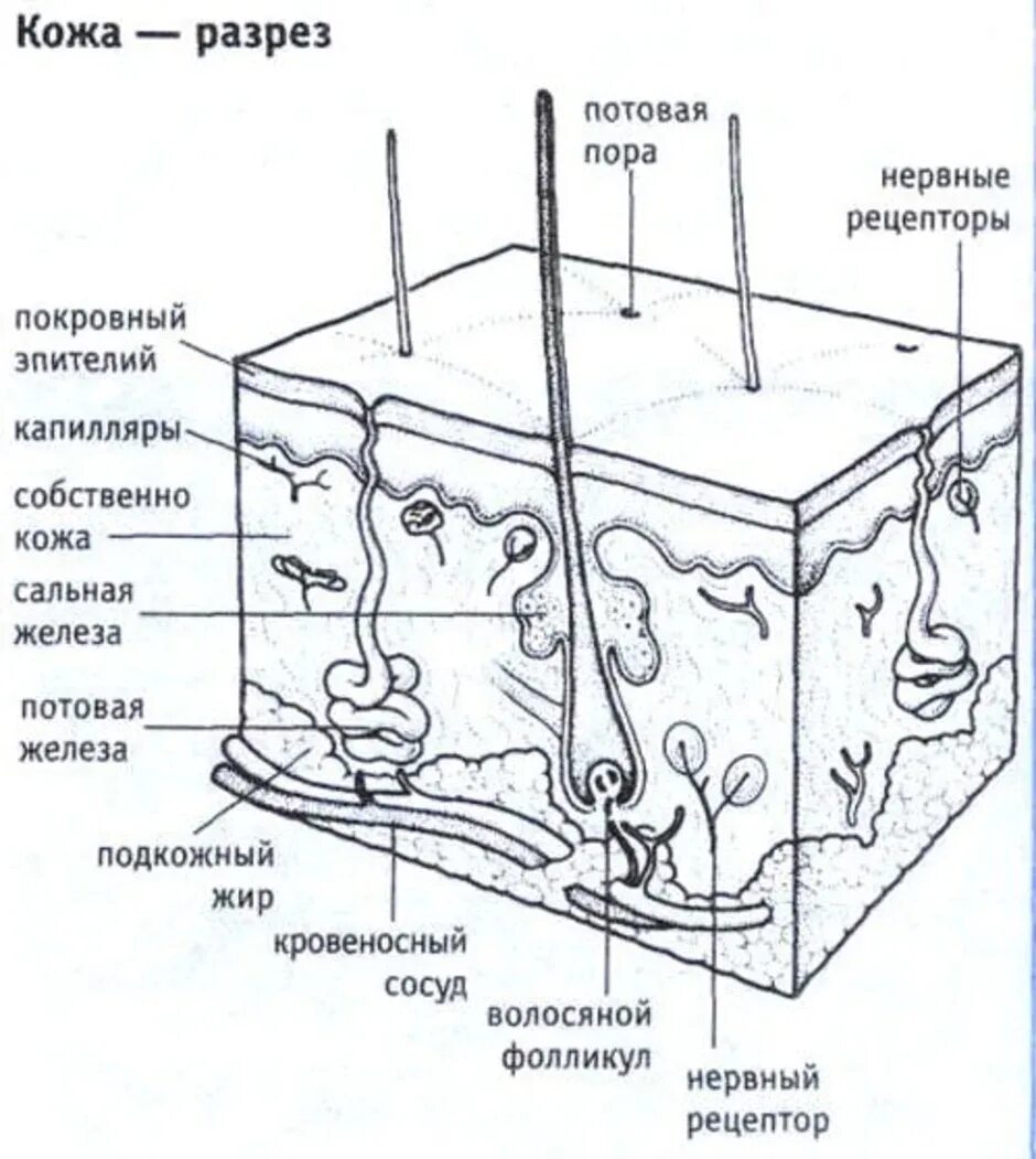 Рассмотрите изображение и определите какая структура кожи. Схема строения кожи структура. Рис 59 строение кожи. Строение кожи человека схема. Слои кожи схема.