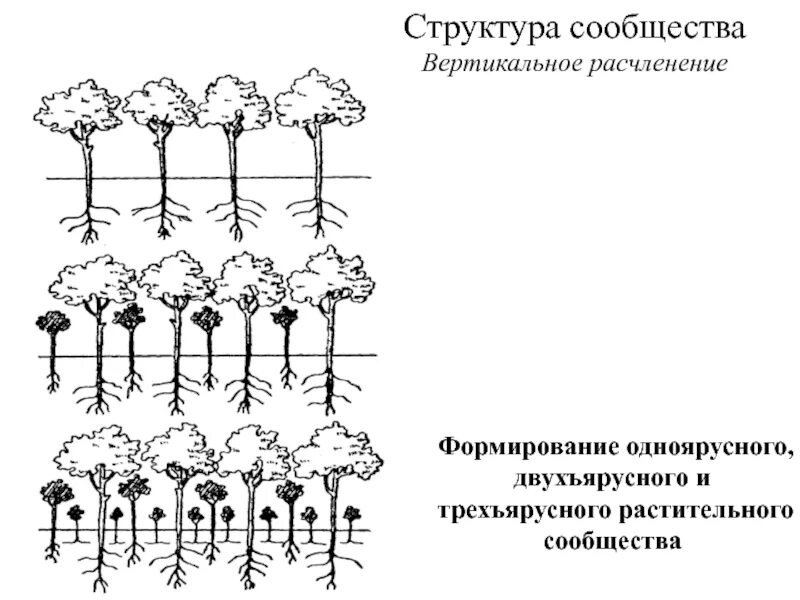 Вертикальная структура сообщества. Вертикальное расчленение растительного сообщества. Структура сообщества. Состав растительных сообществ. Структура растительного сообщества 7 класс тест