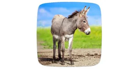 Ең түкті есектің фотосы