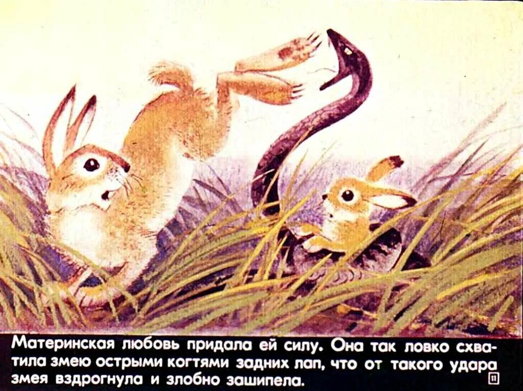 Сетон томпсон рваное ушко. Сетон-томпсон рваное ушко иллюстрации. эрнест сетон-томпсон рваное ушко. рваное ушко. рваное ушко книга.