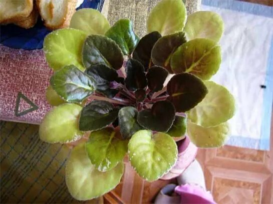 Вирус бронзовости листьев фиалки. Скручиваются листья у фиалки. Лист фиалки. Мучнистая роса на фиалках. Скручивание листьев у фиалок.