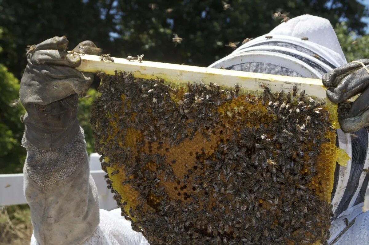 Что делает пчеловод. Ульи для пчел. Пчелы в улье. Улик пчелиный. Пчелы пасека.